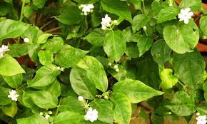 Arabian Jasmine Plant Grow Fragrant