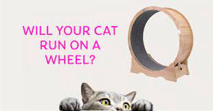 cat exercise wheel testing theory