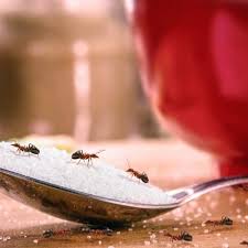 diy borax ant no more ants