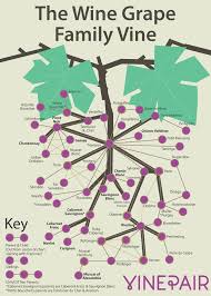 The Wine Grape Family Vine Infographic Vinepair