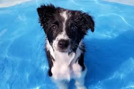 Image result for animals in hot summer photos