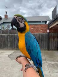 macaw in victoria birds gumtree