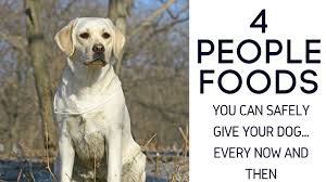 What Food Can Labradors Eat Easy Retriever Training