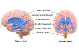 third ventricle function and anatomy