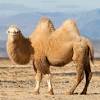 Camels have been fabled ships of the desert for centuries, but the litter left by abu dhabi day trippers can lead to a slow and painful death when the animals mistake it for food. Https Encrypted Tbn0 Gstatic Com Images Q Tbn And9gcrjpkzquixweugwf4xluijqpzr5c1wgbbhrenyfyr5ucgnw3hvc Usqp Cau