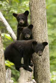 Is it true that black bears are aggressive?