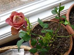 Growing Rose In A Pot Roworth