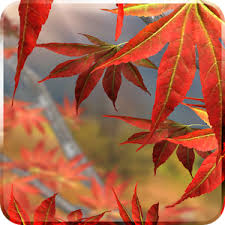 autumn tree live wallpaper 1 4 apk