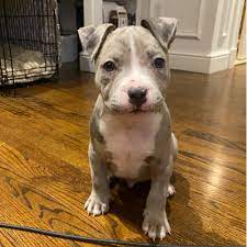 adopt a pit bull puppy near boston ma