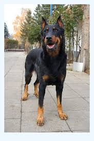 Should a doberman mix take after their doberman pinscher parent, they will be a large, powerful, and protective dog that is affectionate with their families. German Shepherd Doberman Mix Data We Can All Learn From Dog Breed