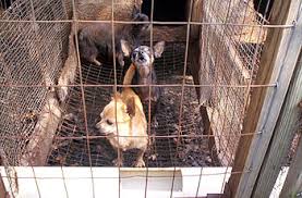 Stop Puppy Mills   Best Friends Animal Society Powered By Produce Who here has a dog or a Puppy Mills    