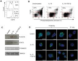 A Nk Cell Proliferation In Vitro Nk Cells Were Labeled With Cfse
