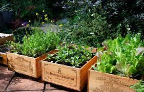 How To Plant A Garden In A Crate