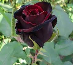black rose plant grafted