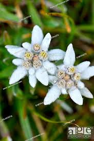 edelweiss leontopodium alpinum