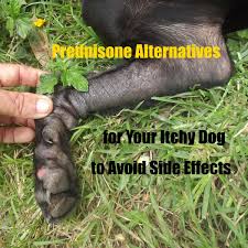 itchy dog prednisone alternatives to