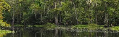 Image result for louisiana