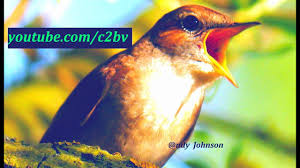 Nightingale synonyms, nightingale pronunciation, nightingale translation, english dictionary definition of nightingale. Nightingale Bird C Youtube