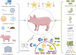 nutrition strategies in swine