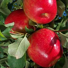 Honey Crisp Apple Tree Semi Dwarf Groworganic Com