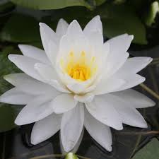 perry s double white water lily pre
