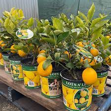 Lots A Lemons Garden Express
