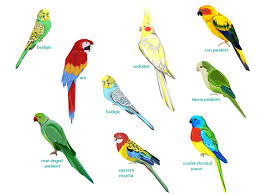 parrot species