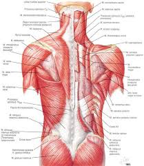 Back Muscles Human Anatomy Physiology Neck Muscle
