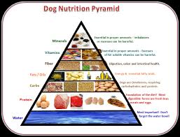 Dog Nutrition Pyramid Pet Nutrition Is More Than Just