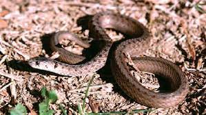 The garter snake is a general term used for any snake in the genus thamnophis. Education