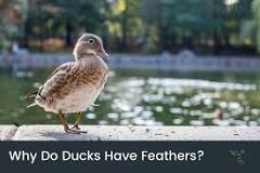 why-do-ducks-need-feathers