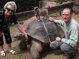 giant galapagos tortoise sam