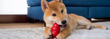 dog chewing behavior causes training