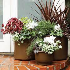 Container Gardening Planting Flowers