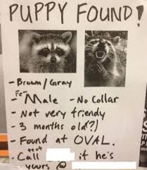 Bean was spotted at the providence court apartment complex a few hours ago! Missing Pet Signs Put Up By Owners Across The World Daily Mail Online
