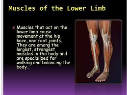 Image result for muscle contracts joints