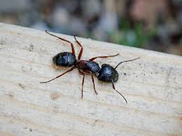 carpenter ant identification guide for