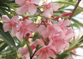 If your dog starts barking again right away, pull your hand away and continue to ignore it until it stops again. Oleander Backyard Killer Has A Softer Side A Bouquet From Mendel
