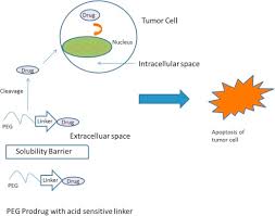 Pegylation In Anti Cancer Therapy An Overview Sciencedirect