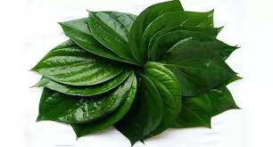 health tips betel leaves remove these