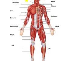 Learning the muscular system often involves memorizing details about each muscle, like where a muscle attaches to bones and how a muscle helps move a joint. Names Of Muscles Human Body Muscles Name Human Body The Structure Of Smooth Cardiac And Skeletal Muscle And Where They Are Found Kary Cam