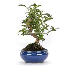 Gardenia Bonsai Mistral Bonsai