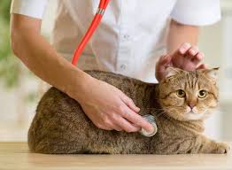 Prescott valley pet clinic in prescott valley arizona has a caring staff of veterinarians dedicated to providing the highest level of service for your dog and cat. Top Veterinarians In Kashipur Best Veterinary Doctors Book Appointment Online Justdial