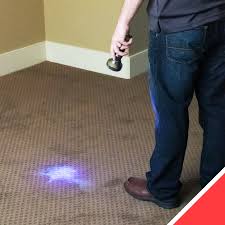 curtis e carpet cleaning services