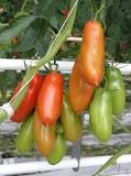 What is the difference between San Marzano tomatoes and Roma tomatoes?