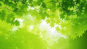green leaves and branches background