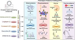 Phenotypic Proteomic Profiling Identifies A Landscape Of