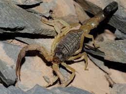 most dangerous and unique scorpions