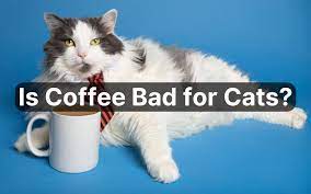 is coffee bad for cats what happens to