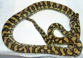 red coastal carpet python traits